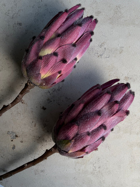 PROTEA CYNAROIDES, MALVE-BORDEAUX, 3er-SET