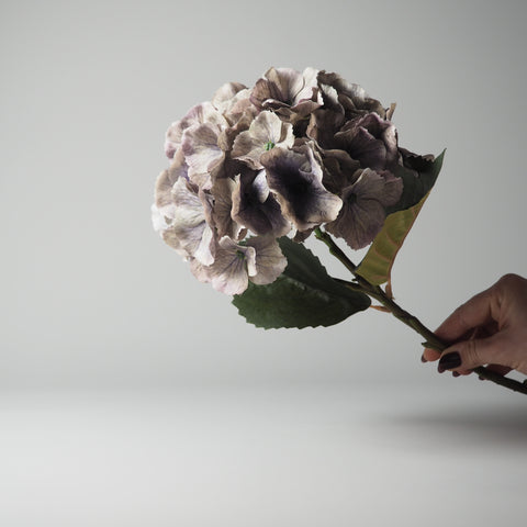 HORTENSIE, GRAU-FLIEDER