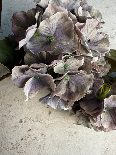 HORTENSIE, GRAU-FLIEDER, 3er-SET