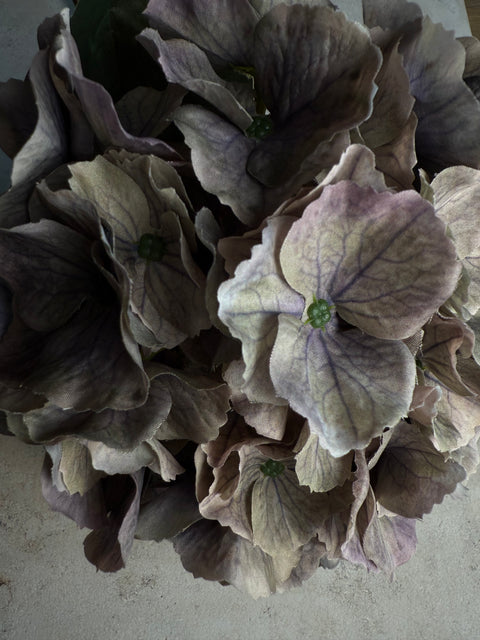 HORTENSIE, GRAU-FLIEDER, 3er-SET