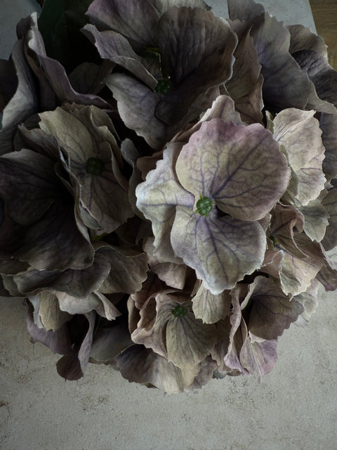 HORTENSIE, GRAU-FLIEDER, 3er-SET