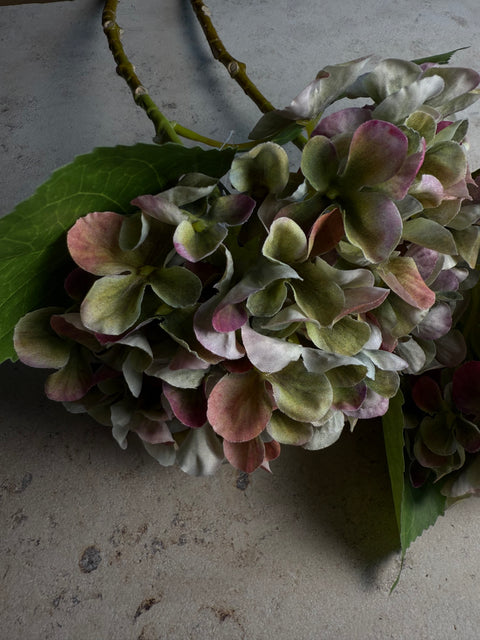 HORTENSIE, GRÜN-BORDEAUX, 3er-SET