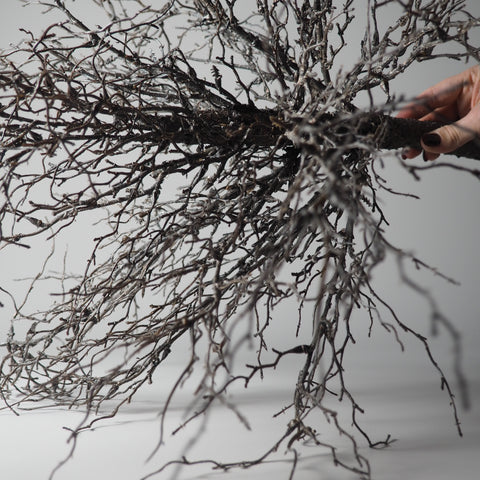 DEKO-AST, FEIN-VERZWEIGT, DUNKELBRAUN